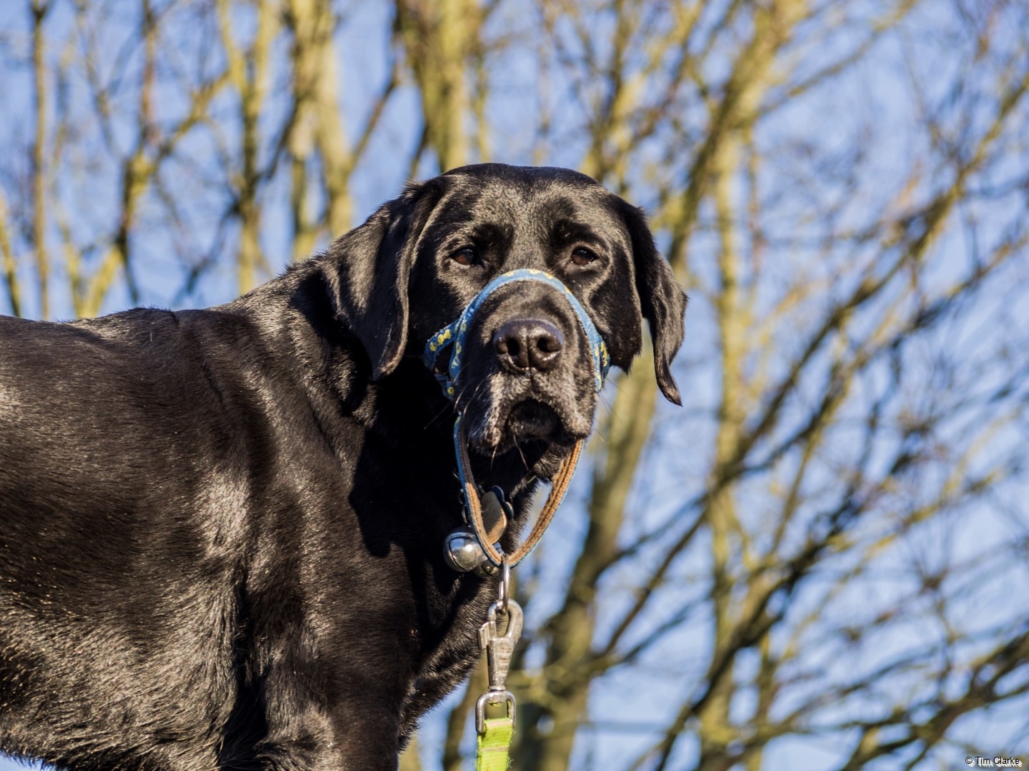 Guide Dog Oakley - On Duty! | Tim's One Photograph a Day